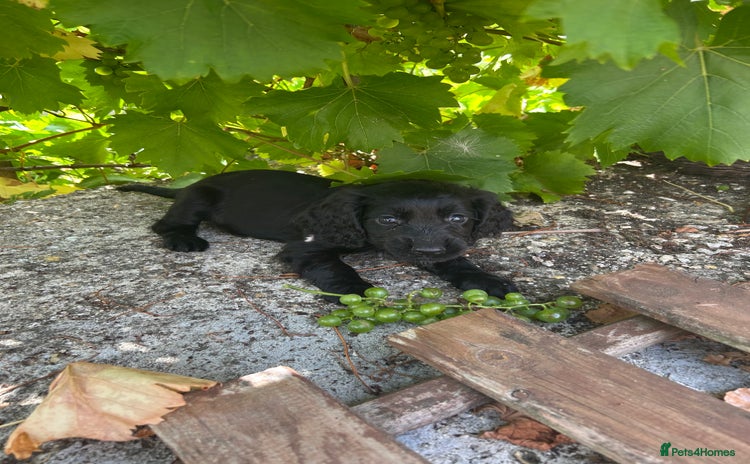 Cocker Spaniel dogs - Advert 4