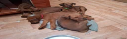 Irish Terrier dogs for sale: Irish Terrier Male puppy  in Bradford - Advert 5