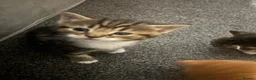 Mixed Breed cats for sale: Kittens for sale to good homes  - Advert 8