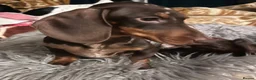 Miniature Dachshund dogs for sale: Gorgeous kaninchen/miniature puppies - Advert 8