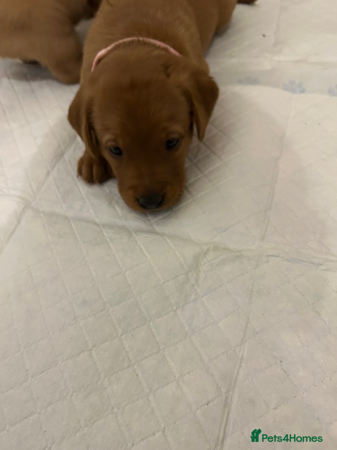 Labrador Retriever dogs for sale: Fox red labrador pups Glasgow  - Advert 29
