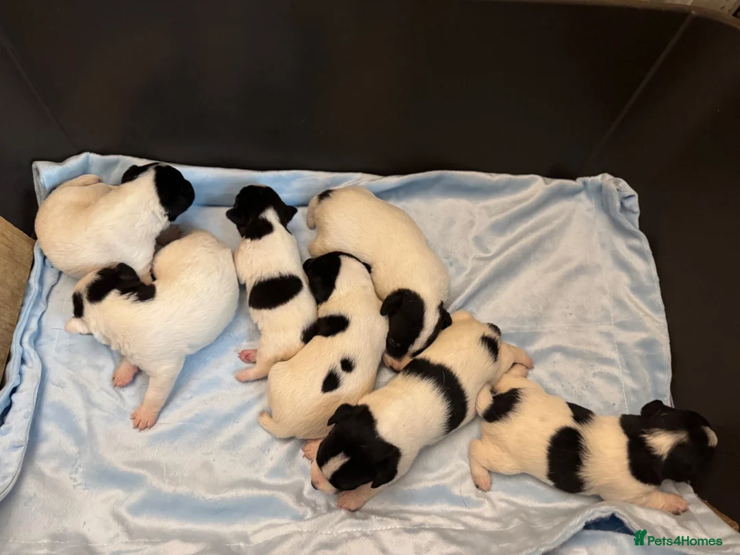 Jack Russell dogs for sale: Traditional Working Jack Russell Terrier Puppies - Advert 2