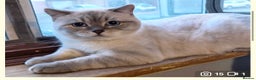 British Shorthair cats for sale: Beautiful British shorthair for sale - Advert 2