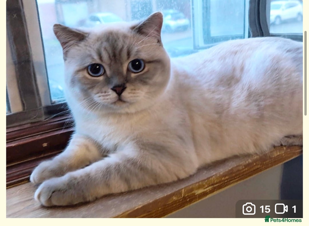 British Shorthair cats for sale: Beautiful British shorthair for sale - Advert 2