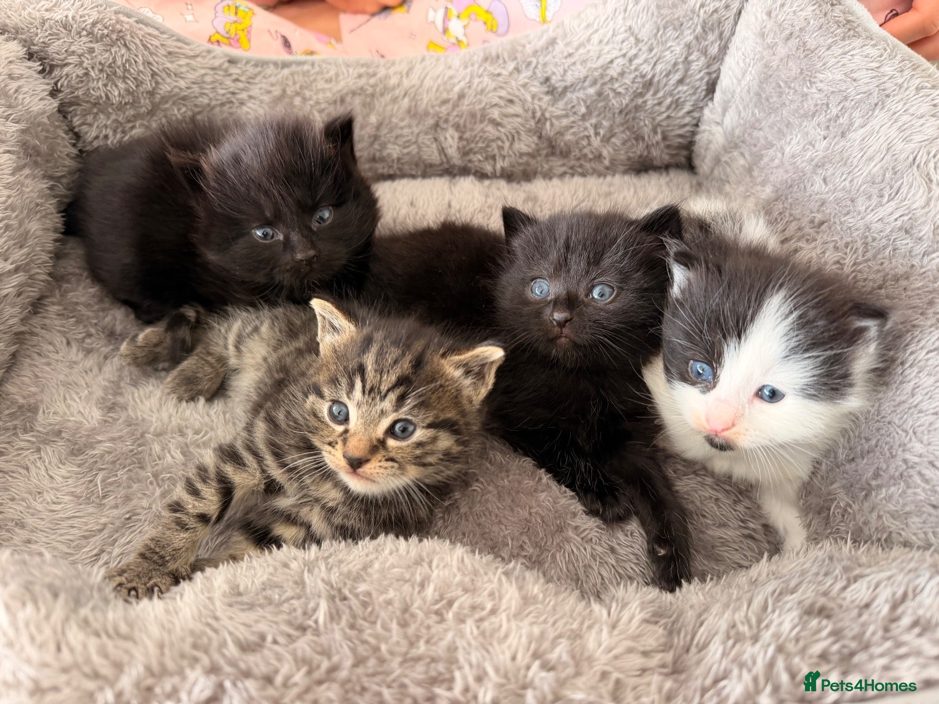 Mixed Breed cats 🐾 4 Adorable Kittens 🐱 Raised With Love ❤️ - Advert 1