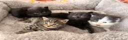 Mixed Breed cats for sale: 🐾 4 Adorable Kittens 🐱 Raised With Love ❤️ - Advert 1