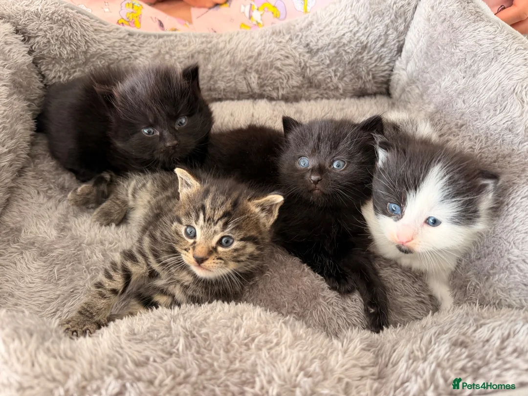 Mixed Breed cats for sale: 🐾 4 Adorable Kittens 🐱 Raised With Love ❤️ - Advert 1