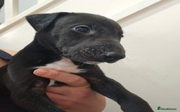 Lurcher dogs for sale: Lurcher puppies  - Advert 18