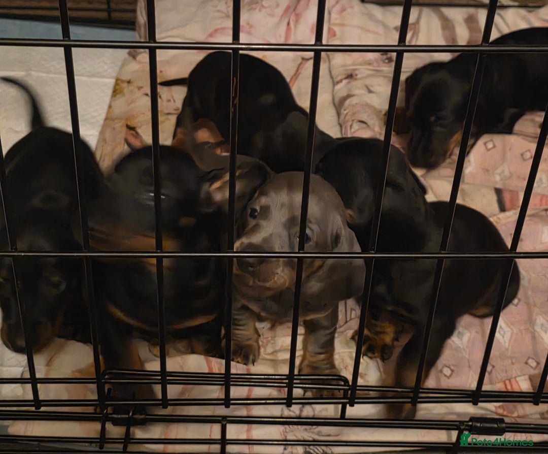 Miniature Dachshund dogs for sale: Puppies for sale miniature daschund  - Advert 9