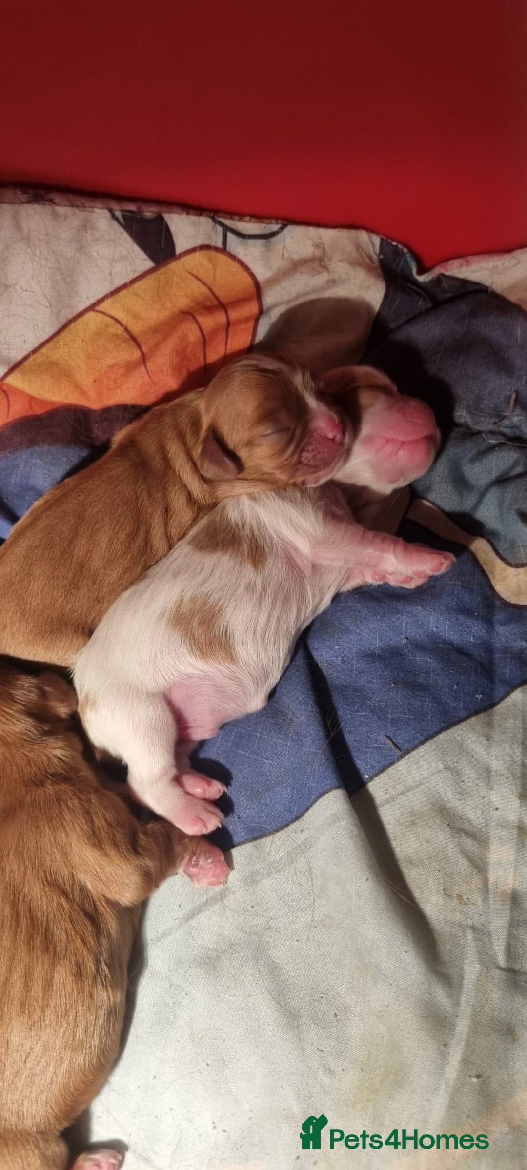 Cavalier King Charles Spaniel dogs for sale: Cavaliers King Charles spaniels - Image 6