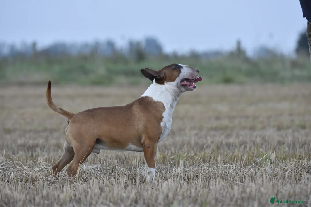 English Bull Terrier dogs for stud: Quality and proven english bull terrier for stud in Preston - Advert 4
