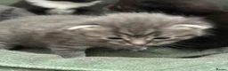Domestic Shorthair cats for sale: Stunning litter of kittens  - Advert 12