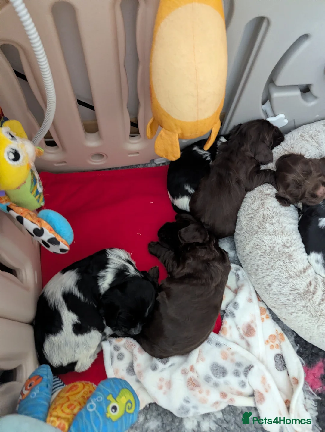 Cocker Spaniel dogs for sale: COCKER SPANIEL PUPPIES LOOKING NEW HOME 🏡 - Advert 9