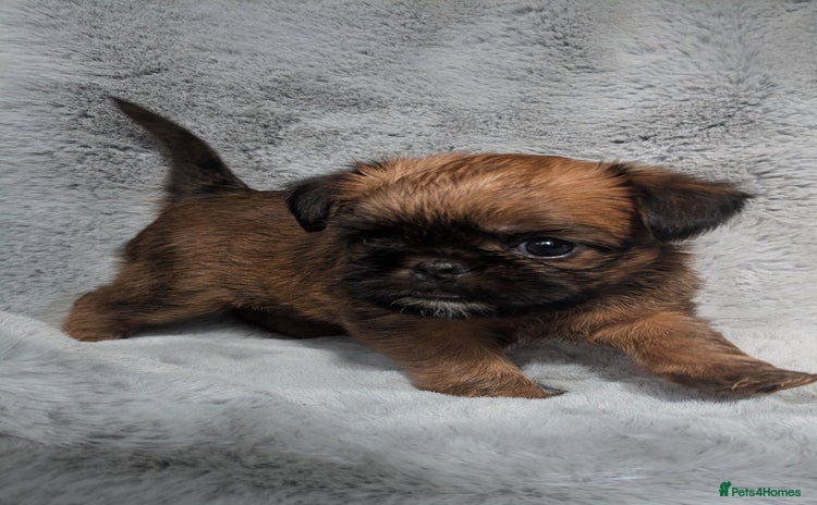 Griffon Bruxellois dogs - Advert 2