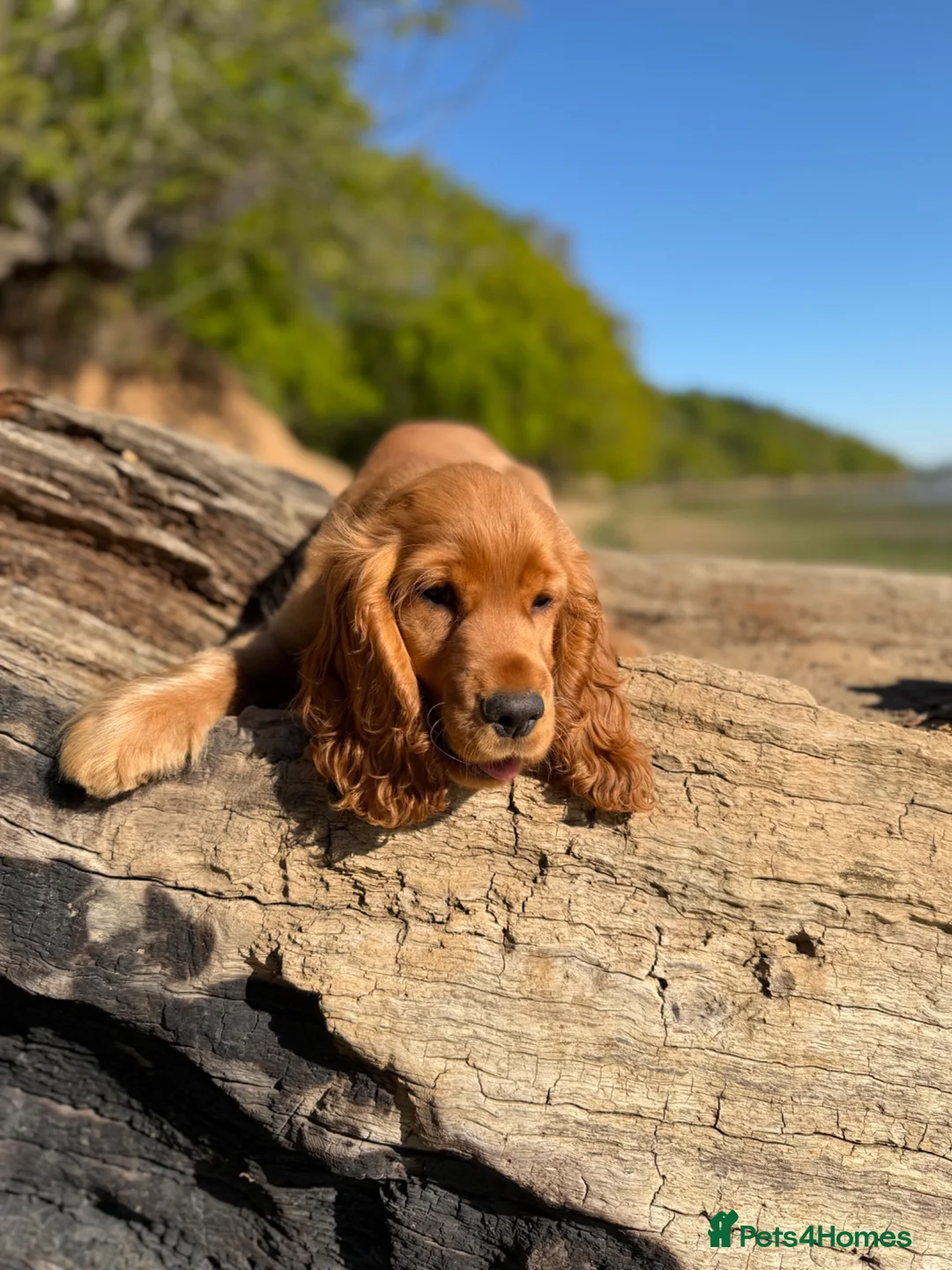 Cocker Spaniel dogs for sale: Deep golden show cocker  - Advert 7