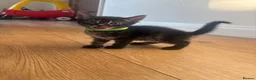 Mixed Breed cats for sale: Half bengal kittens  in Brandon - Advert 6