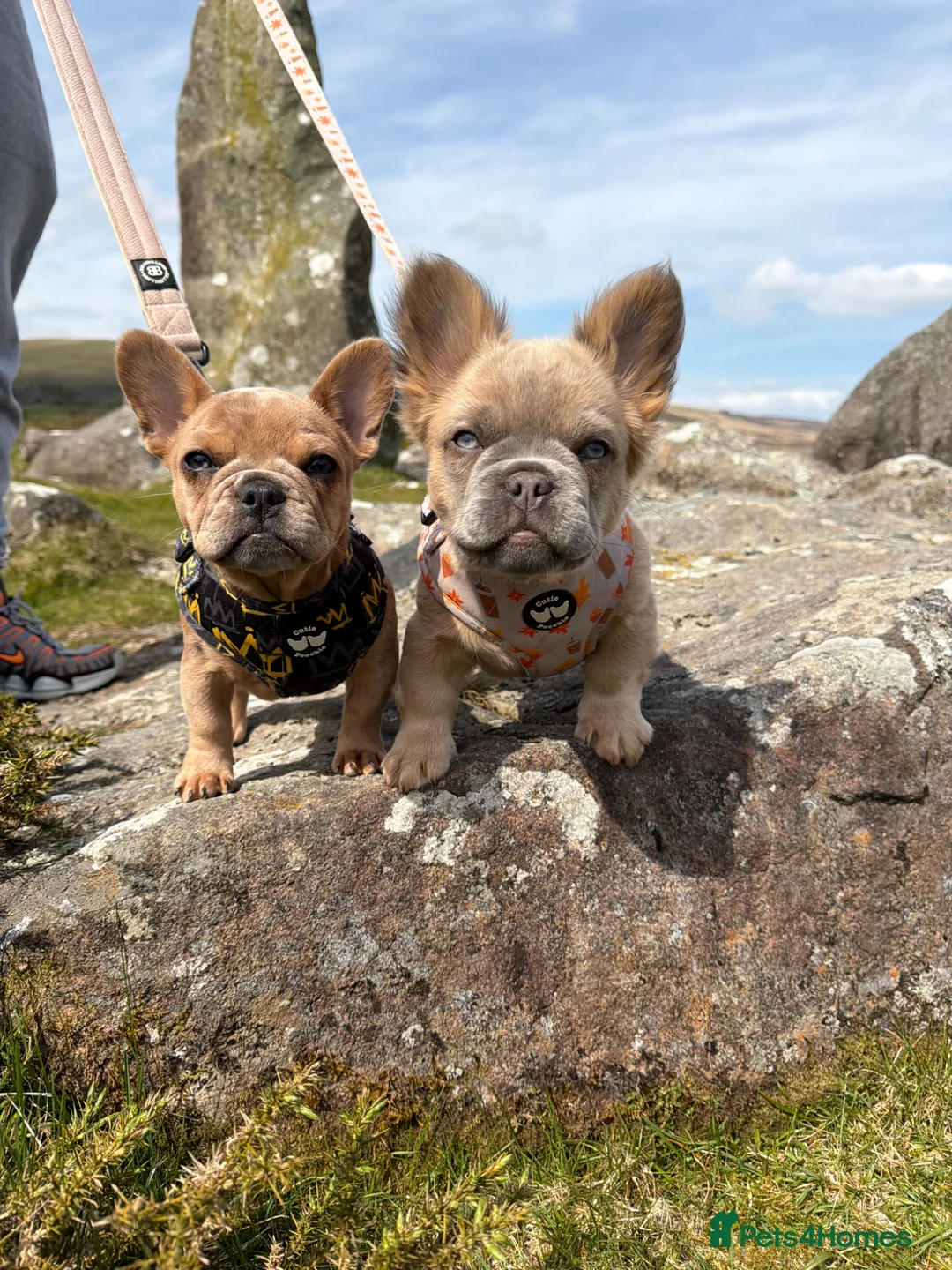 French Bulldog dogs for sale: 2 gorgeous French bulldog puppies  - Advert 1