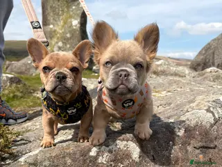 French Bulldog dogs 2 gorgeous French bulldog puppies - Advert 5