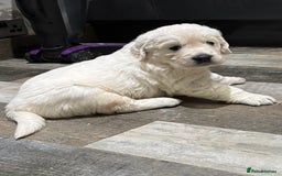 Golden Retriever dogs for sale: Gorgeous KC Reg Golden Retriever Puupies - Image 12