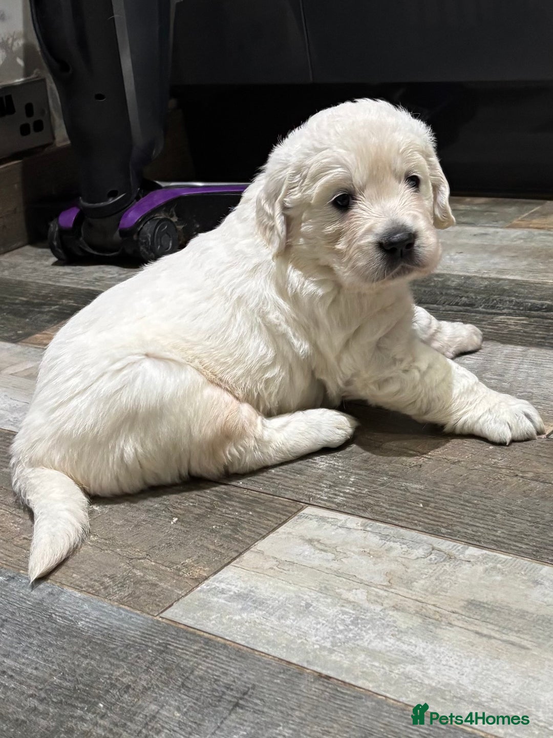 Golden Retriever dogs for sale: Gorgeous KC Reg Golden Retriever Puupies - Image 12