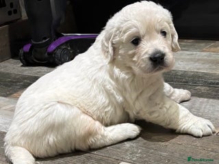 Golden Retriever dogs - Advert 5