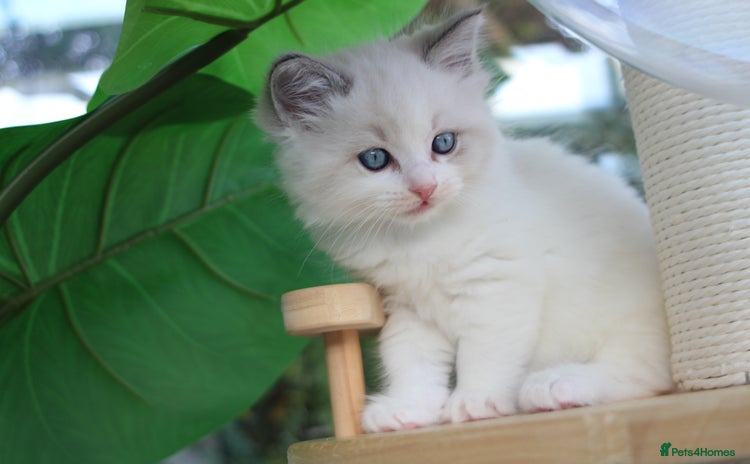 Ragdoll cats - Advert 2