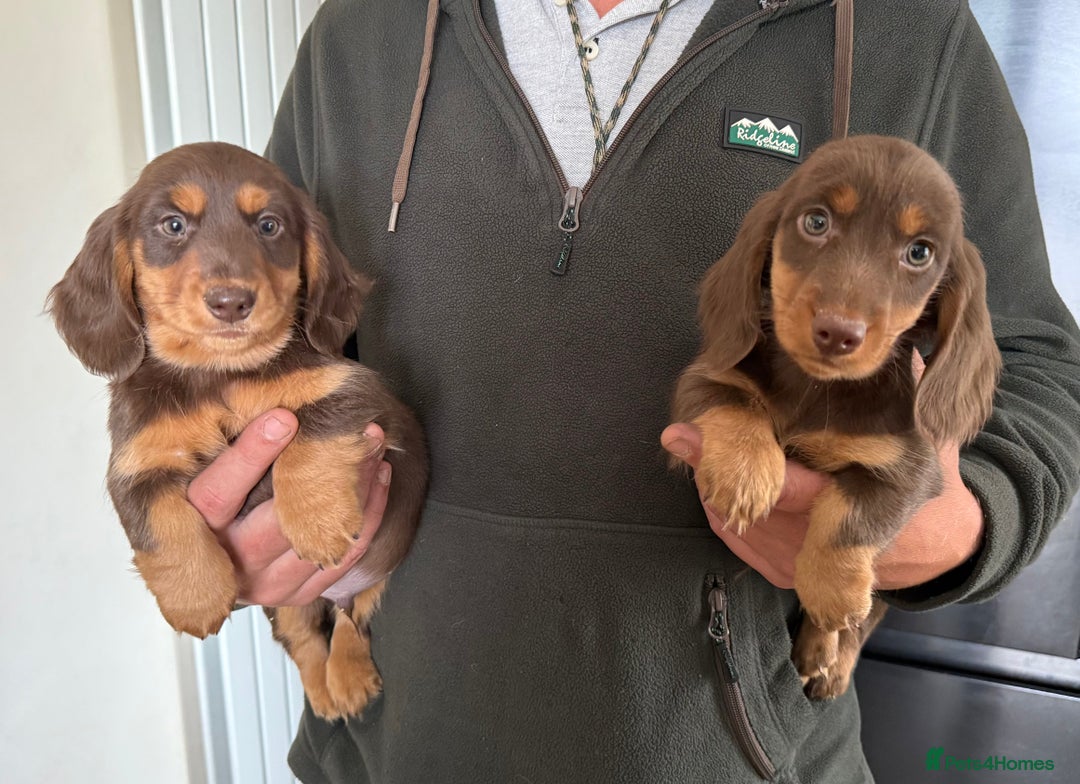 Dachshund dogs for sale: KC Long Haired Miniature Dachshund Puppies - Image 22