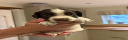 English Springer Spaniel dogs for sale: KC Registered English Springer Spaniel Puppies  - Advert 25