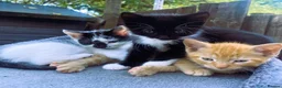 Mixed Breed cats for sale: 4 kittens ready for new homes today - Advert 6