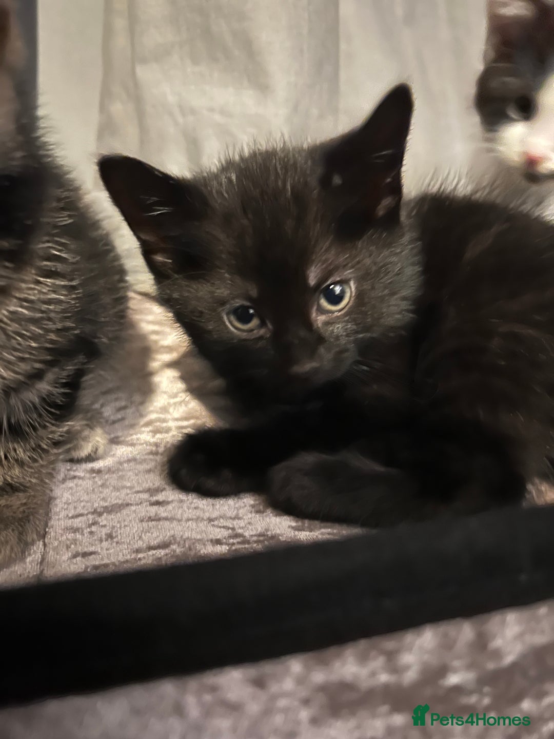 Domestic Shorthair cats for sale: Kittens - Image 6