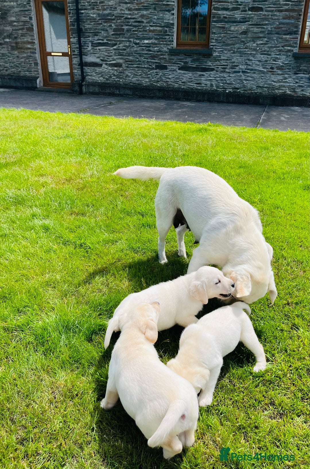 Labrador Retriever dogs for sale: Extensively health tested white chunky Labradors  - Image 3