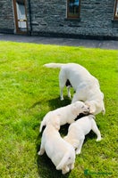 Labrador Retriever dogs - Advert 1