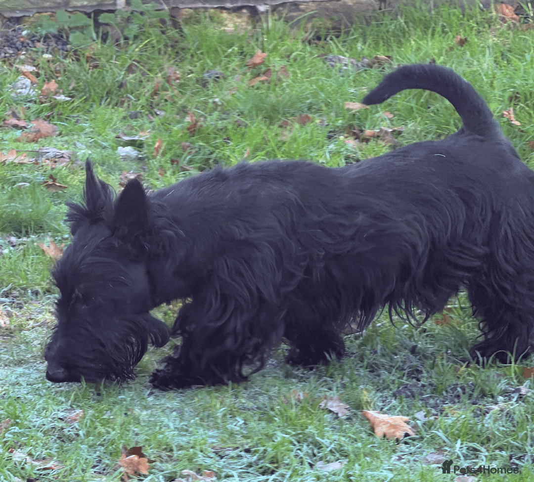 Scottish Terrier dogs for stud: Scottish Terrier STUD - Advert 2