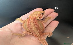 Bearded Dragon reptiles for sale: Bearded dragons male. Last few left - Image 10