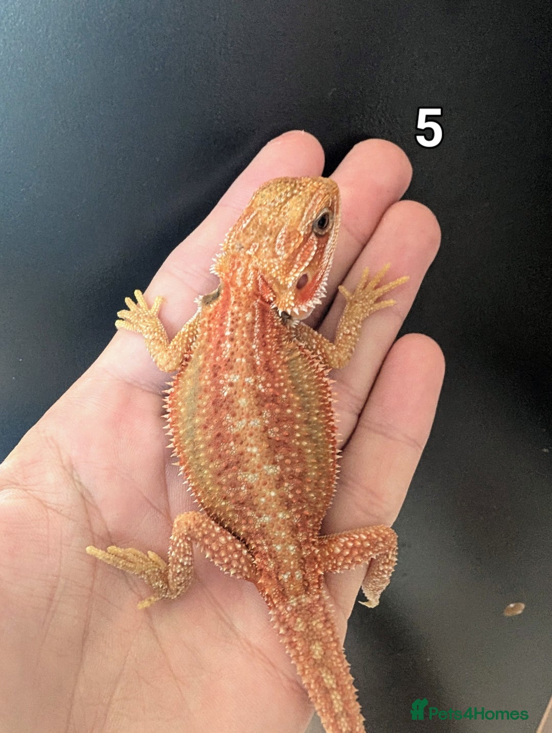 Bearded Dragon reptiles for sale: Bearded dragons male. Last few left - Image 10