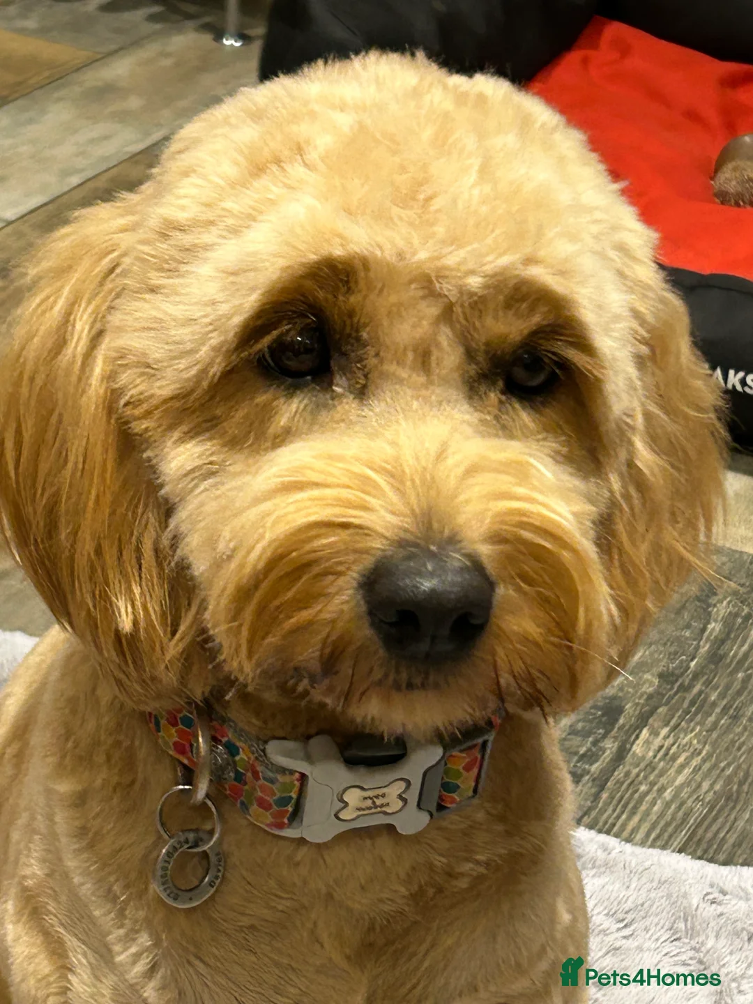 Mini Goldendoodle dogs for sale: Magical F1b Goldendoodles - Advert 5