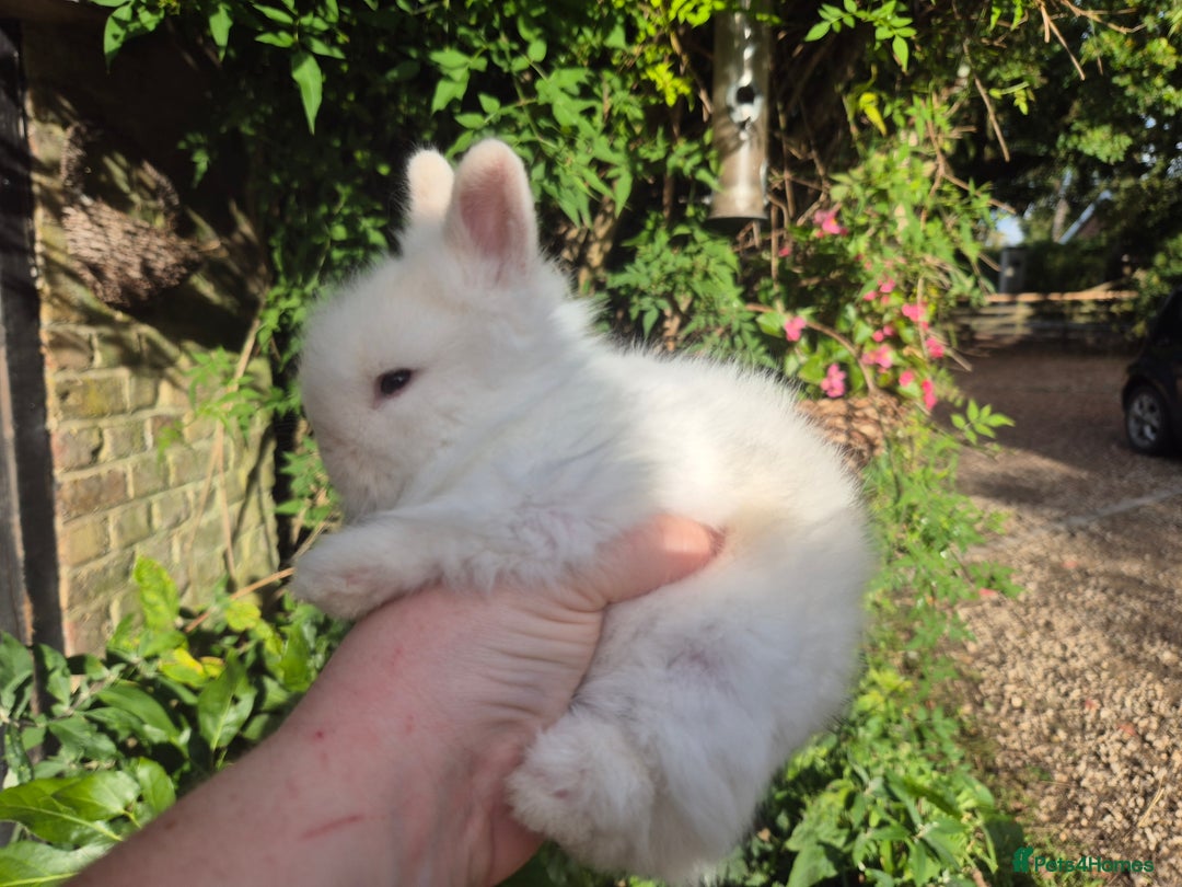 Angora rabbits for sale: Teddydwerg babies 💓💙 - Image 10