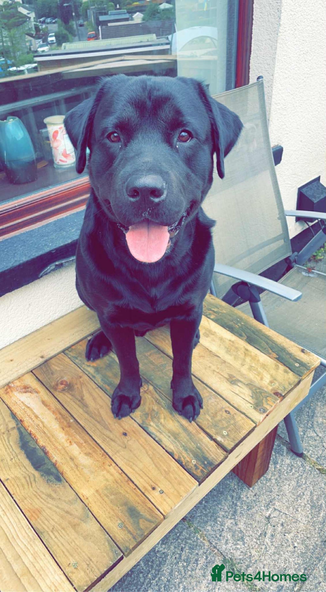 Mixed Breed dogs for sale: Meet Tank, a lovable Labrador-Rottweiler cross 🐶  - Advert 1