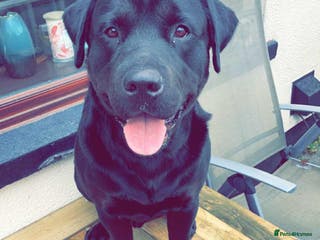 Mixed Breed dogs Meet Tank, a lovable Labrador-Rottweiler cross 🐶 - Advert 21