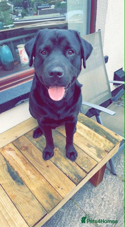 Mixed Breed dogs Meet Tank, a lovable Labrador-Rottweiler cross 🐶 - Advert 2