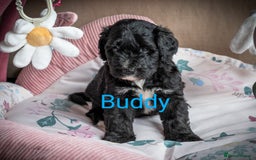 Sheepadoodle dogs for sale: Sheepadoodle Puppy 6 - *READY SOON* F1 health tested sheepadoodles  - Image 20