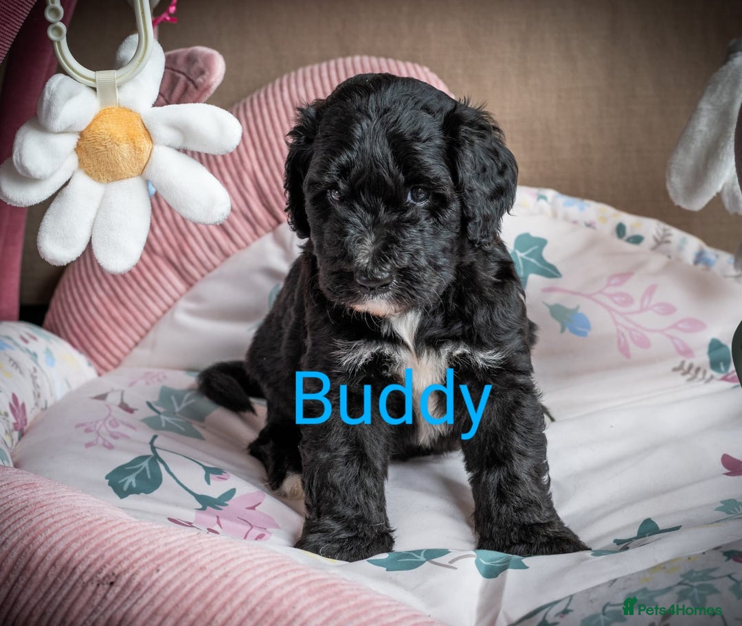 Sheepadoodle dogs for sale: Sheepadoodle Puppy 6 - *READY SOON* F1 health tested sheepadoodles  - Image 20