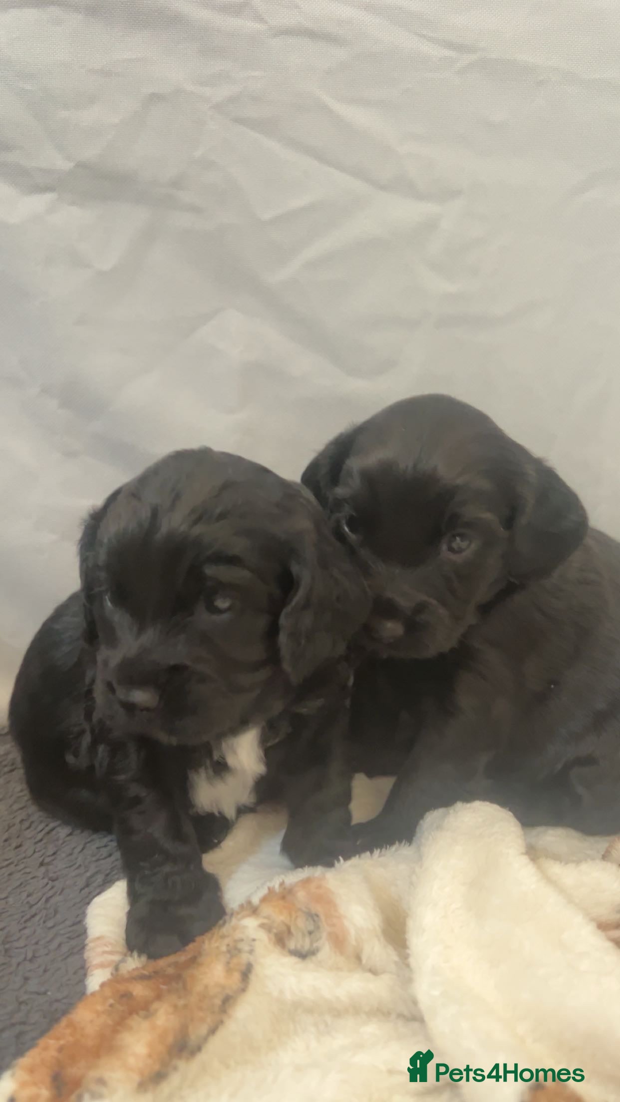 Cockapoo dogs Beautiful f2 cockapoo pups - Advert 2