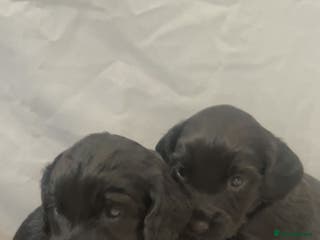 Cockapoo dogs Beautiful f2 cockapoo pups - Advert 2