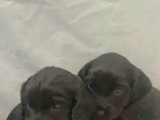 Cockapoo dogs Beautiful f2 cockapoo pups - Advert 7