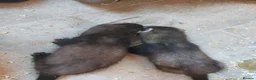 Ferret rodents for sale: Rescue Kits for sale - Advert 8