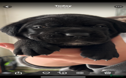 Cane Corso dogs for sale: 🐾‼️💕LAST GIRL💕‼️🐾 - Advert 18