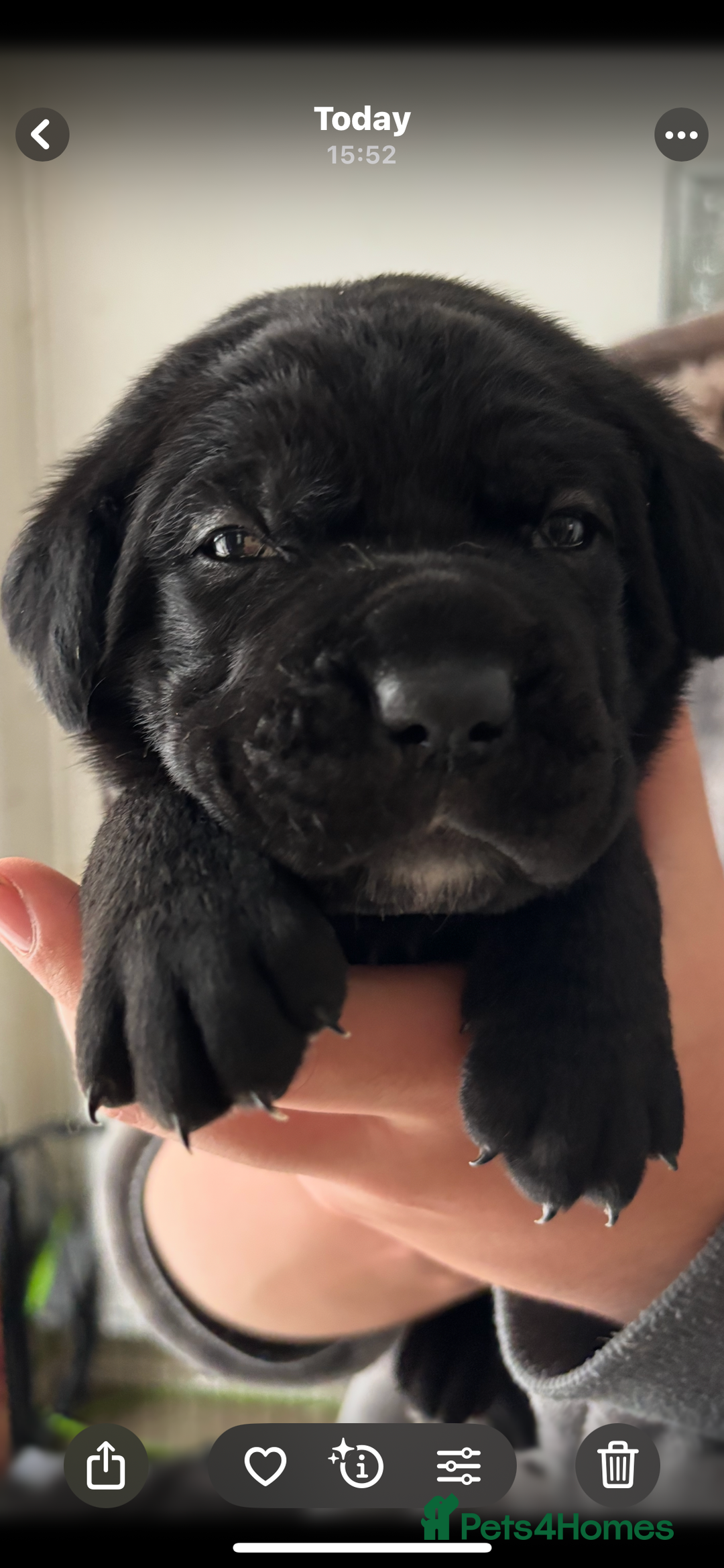 Cane Corso dogs for sale: 🐾‼️💕LAST GIRL💕‼️🐾 - Advert 18