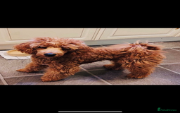 Cockapoo dogs for sale: Beautiful cockapoos looking for forever homes  - Image 28