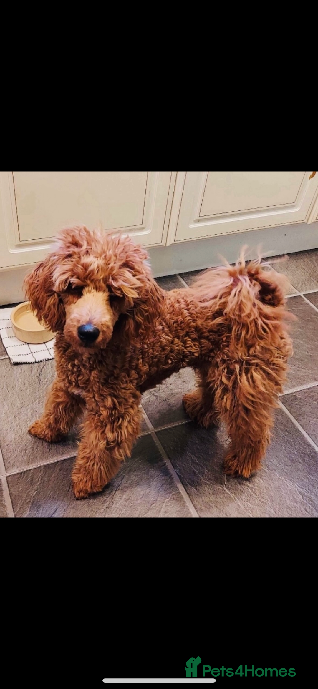 Cockapoo dogs for sale: Beautiful cockapoos looking for forever homes  - Image 28